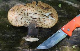 Attēlu rezultāti vaicājumam “Polyporus squamosus”