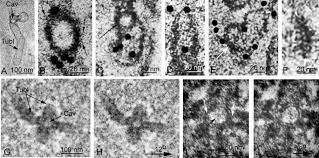 Attēlu rezultāti vaicājumam “Colloderma oculatum plasmodium”