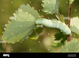 Attēlu rezultāti vaicājumam “Orthosia incerta”