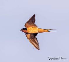 Image result for Plymouth Swallows Gc