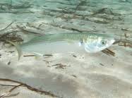 Image result for Mugil