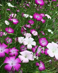 Image result for Agrostemma githago