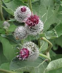 Attēlu rezultāti vaicājumam “Arctium tomentosum flower”