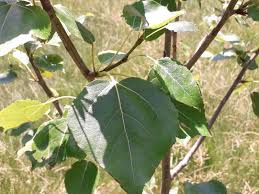 Attēlu rezultāti vaicājumam “Populus”