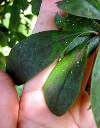 Attēlu rezultāti vaicājumam “Lycogala botrydium sessile”