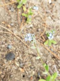 Attēlu rezultāti vaicājumam “Myosotis stricta”