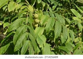 Attēlu rezultāti vaicājumam “Juglans mandshurica leaf”