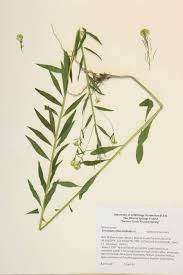 Attēlu rezultāti vaicājumam “Erysimum cheiranthoides fruit”