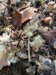 Attēlu rezultāti vaicājumam “Protostropharia alcis”