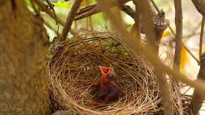 Attēlu rezultāti vaicājumam “Turdus philomelos nest”