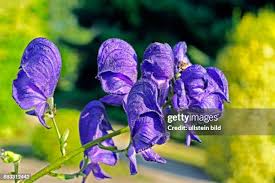 Image result for Eisenhut