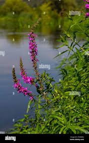 Attēlu rezultāti vaicājumam “Lythraceae”