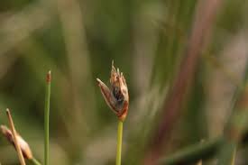 Attēlu rezultāti vaicājumam “Eleocharis quinqueflora”