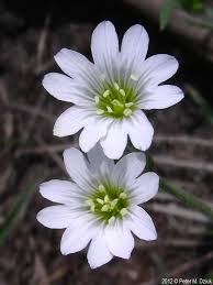 Attēlu rezultāti vaicājumam “Cerastium arvense flower”