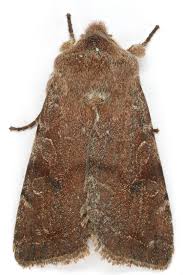 Attēlu rezultāti vaicājumam “Orthosia incerta”