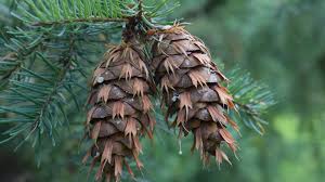 Attēlu rezultāti vaicājumam “Pseudotsuga menziesii fruit”