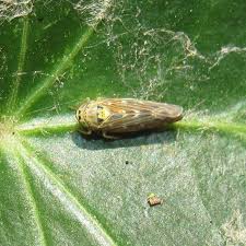 Attēlu rezultāti vaicājumam “Lamprotettix nitidulus”