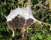 Attēlu rezultāti vaicājumam “Eriogaster lanestris larva”