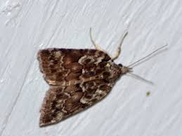 Attēlu rezultāti vaicājumam “Nycteola degenerana”