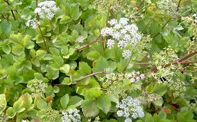 Image result for Liebstöckel