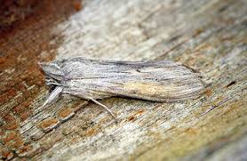 Attēlu rezultāti vaicājumam “Cucullia umbratica”