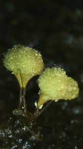 Attēlu rezultāti vaicājumam “Hemitrichia clavata young”