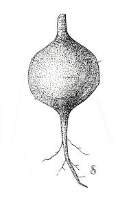 Image result for Beta vulgaris