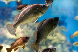 Image result for Guildford Angling Society