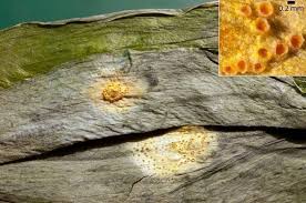 Attēlu rezultāti vaicājumam “Puccinia sessilis”