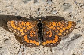 Attēlu rezultāti vaicājumam “Euphydryas maturna larva”