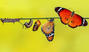 Attēlu rezultāti vaicājumam “cocoon”