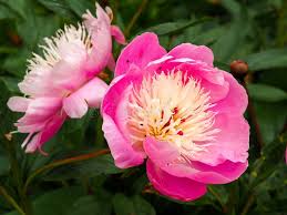 Attēlu rezultāti vaicājumam “Paeonia lactiflora flower”