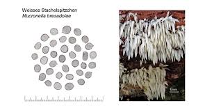 Attēlu rezultāti vaicājumam “Mucronella bresadolae”