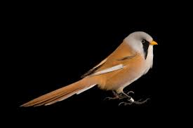 Attēlu rezultāti vaicājumam “Panurus biarmicus”