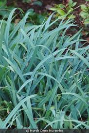 Attēlu rezultāti vaicājumam “Carex digitata fruit”