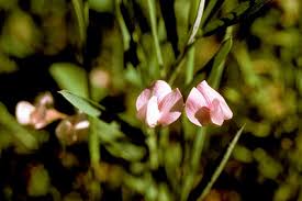 Attēlu rezultāti vaicājumam “Lathyrus sylvestris bud”