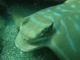 Image result for Myliobatis freminvillei