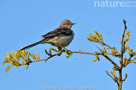 Image result for Mimus polyglottos