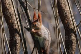 Attēlu rezultāti vaicājumam “Sciurus vulgaris”