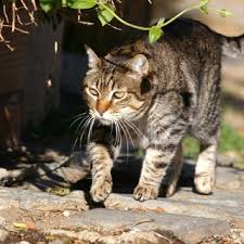 Attēlu rezultāti vaicājumam “Felis silvestris catus adult”