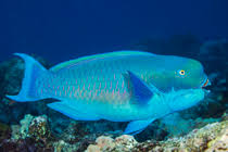 Image result for Chlorurus gibbus