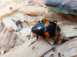 Attēlu rezultāti vaicājumam “Scaphidium quadrimaculatum”