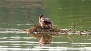 Attēlu rezultāti vaicājumam “Podiceps cristatus nest”