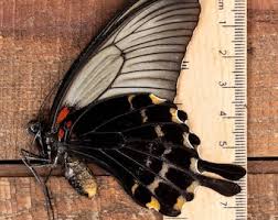 Attēlu rezultāti vaicājumam “Papilio machaon upperside”