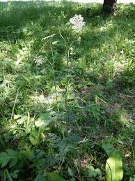 Attēlu rezultāti vaicājumam “Selinum carvifolia flower”