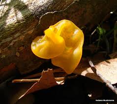 Attēlu rezultāti vaicājumam “Tremella mesenterica”