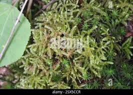 Attēlu rezultāti vaicājumam “Eurhynchium angustirete”