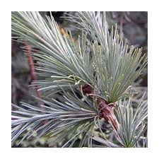 Attēlu rezultāti vaicājumam “Larix kaempferi leaf”
