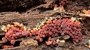 Attēlu rezultāti vaicājumam “Craterium minutum young”