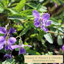 Attēlu rezultāti vaicājumam “Viola epipsila flower”